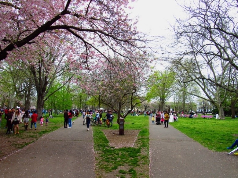 New Haven’s 50th Cherry Blossom Festival ushers in the spring season 