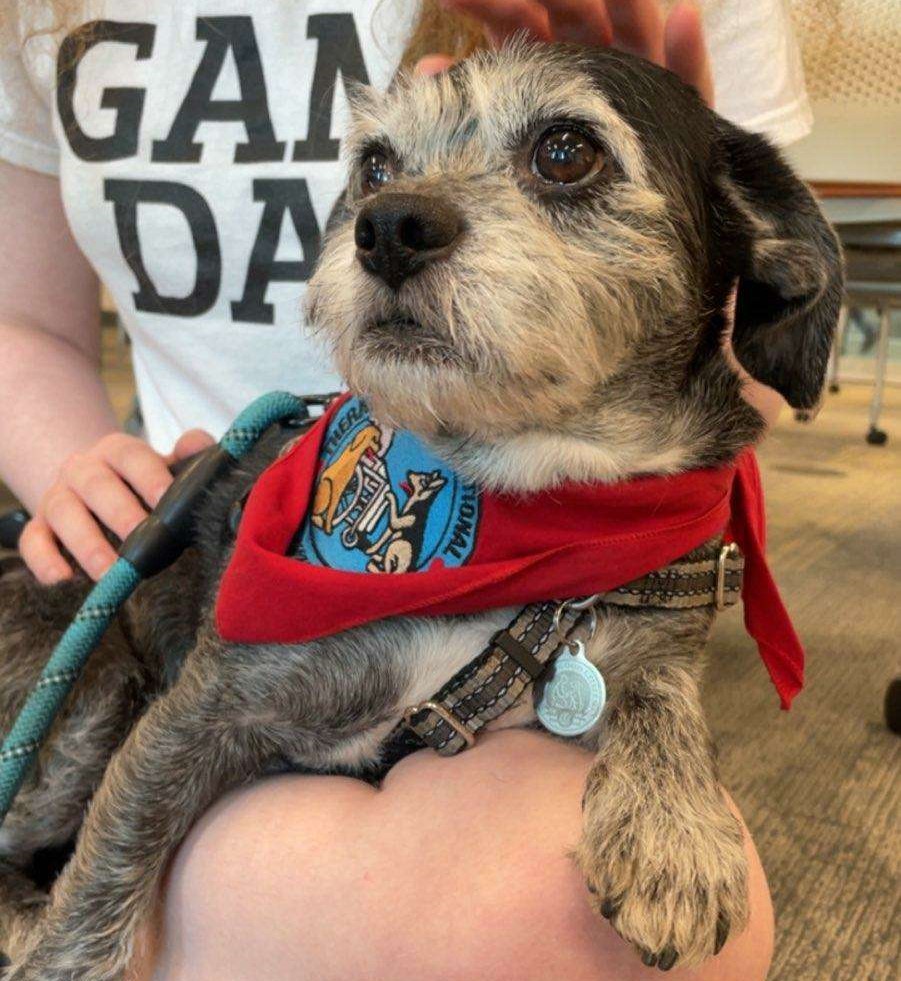 A little dog with a big impact: Ace the therapy dog